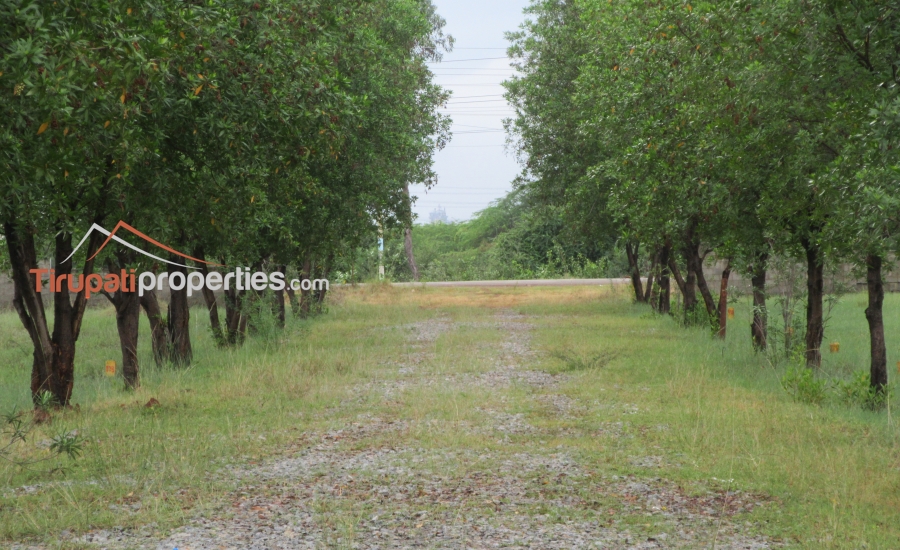 DTCP Approved Plots for Sale at Pangur to Sri Kalahasthi 100’ft Road